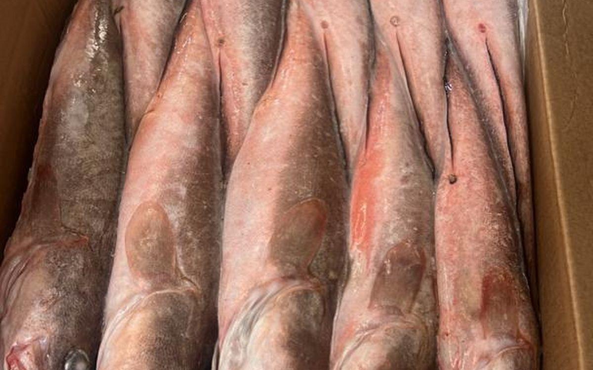 Carton de poisson conditionné prêt à l’expédition