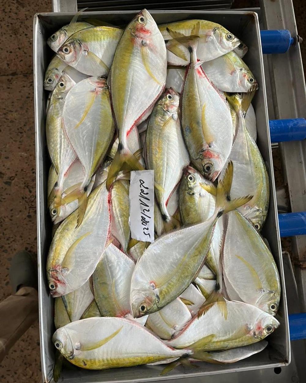 Stainless-steel tray of graded fish in the sorting room, Saint-Louis plant