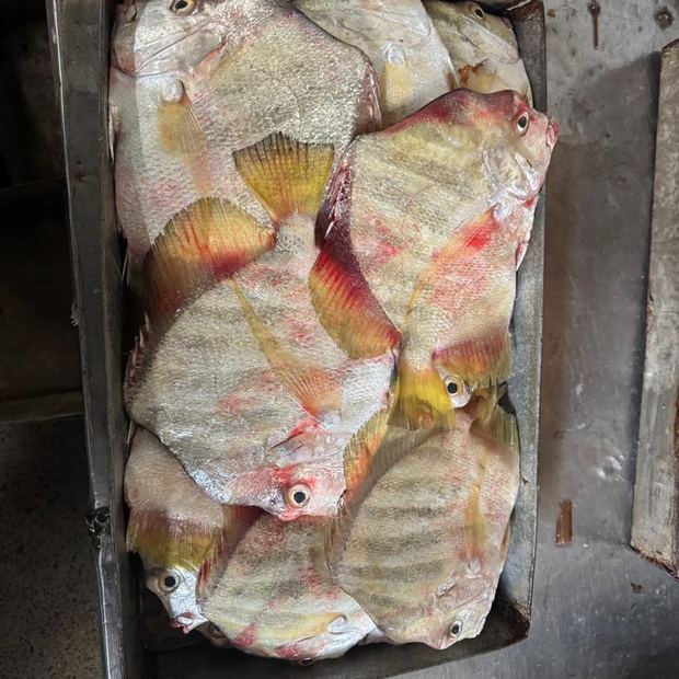 Graded fish laid out in a stainless-steel tray