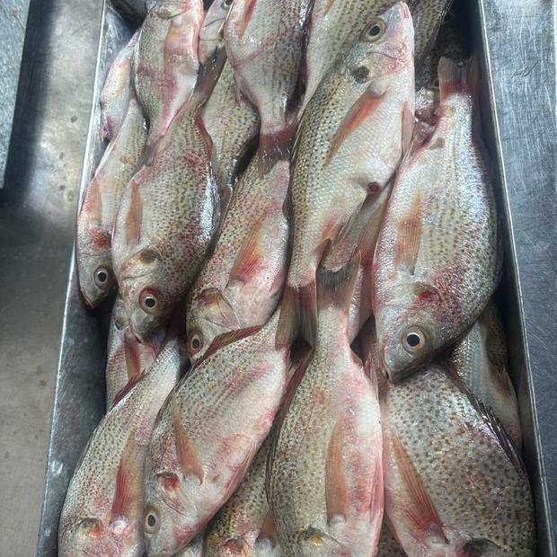 Tray of fish ready for grading