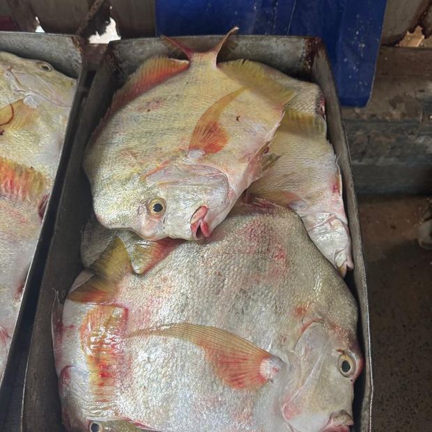 Demersal fish arranged for packing