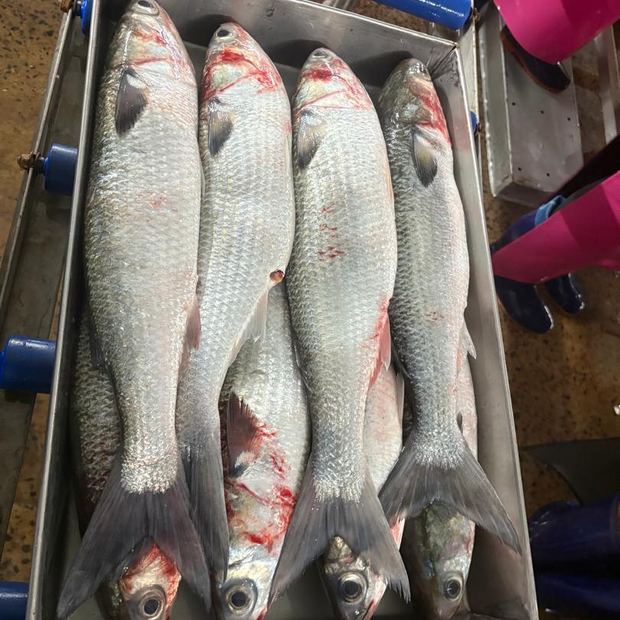 Large fish lined up in a tray