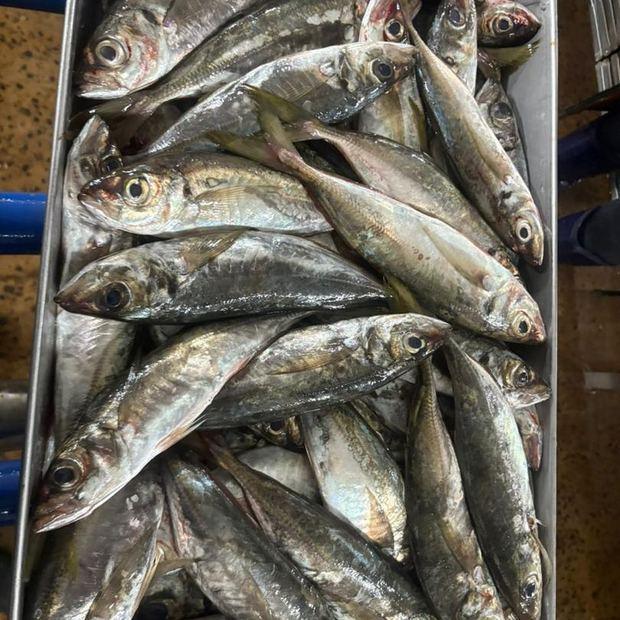 Pelagic fish sorted in the sorting room