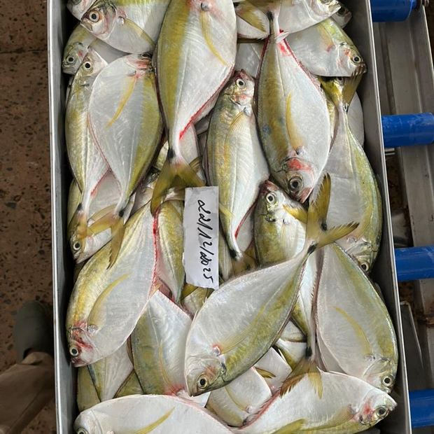 Tray of graded fish, Saint-Louis plant